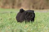 CHOW CHOW 295